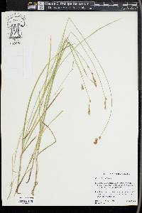 Carex siccata image