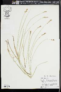 Carex siccata image