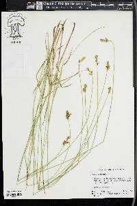 Carex siccata image