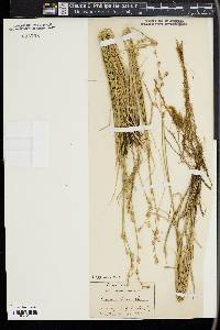 Carex silicea image