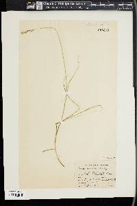 Carex silicea image