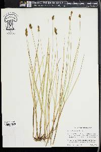 Carex simulata image