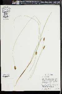 Carex simulata image