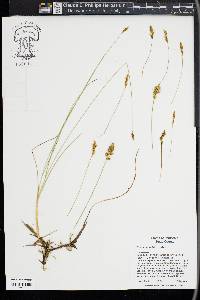 Carex simulata image