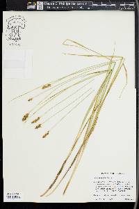 Carex simulata image