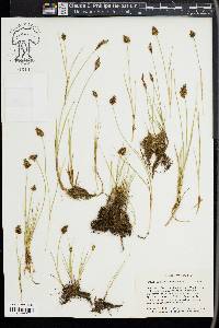 Carex simulata image