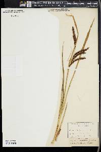 Carex sitchensis image