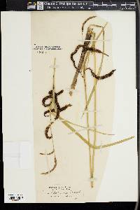 Carex sitchensis image