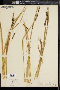 Carex sitchensis image