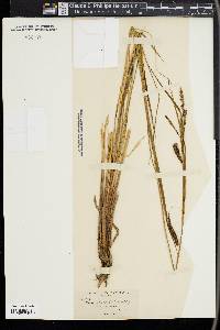 Carex sitchensis image