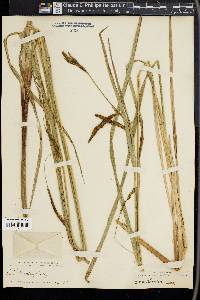 Carex sitchensis image