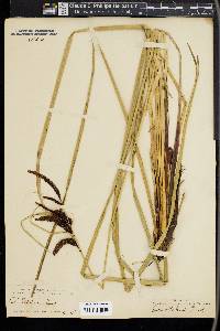 Carex sitchensis image