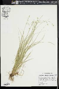 Carex socialis image