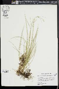 Carex socialis image