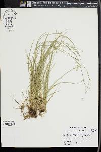 Carex socialis image