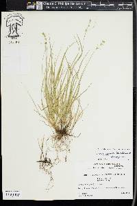 Carex socialis image