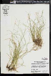 Carex socialis image