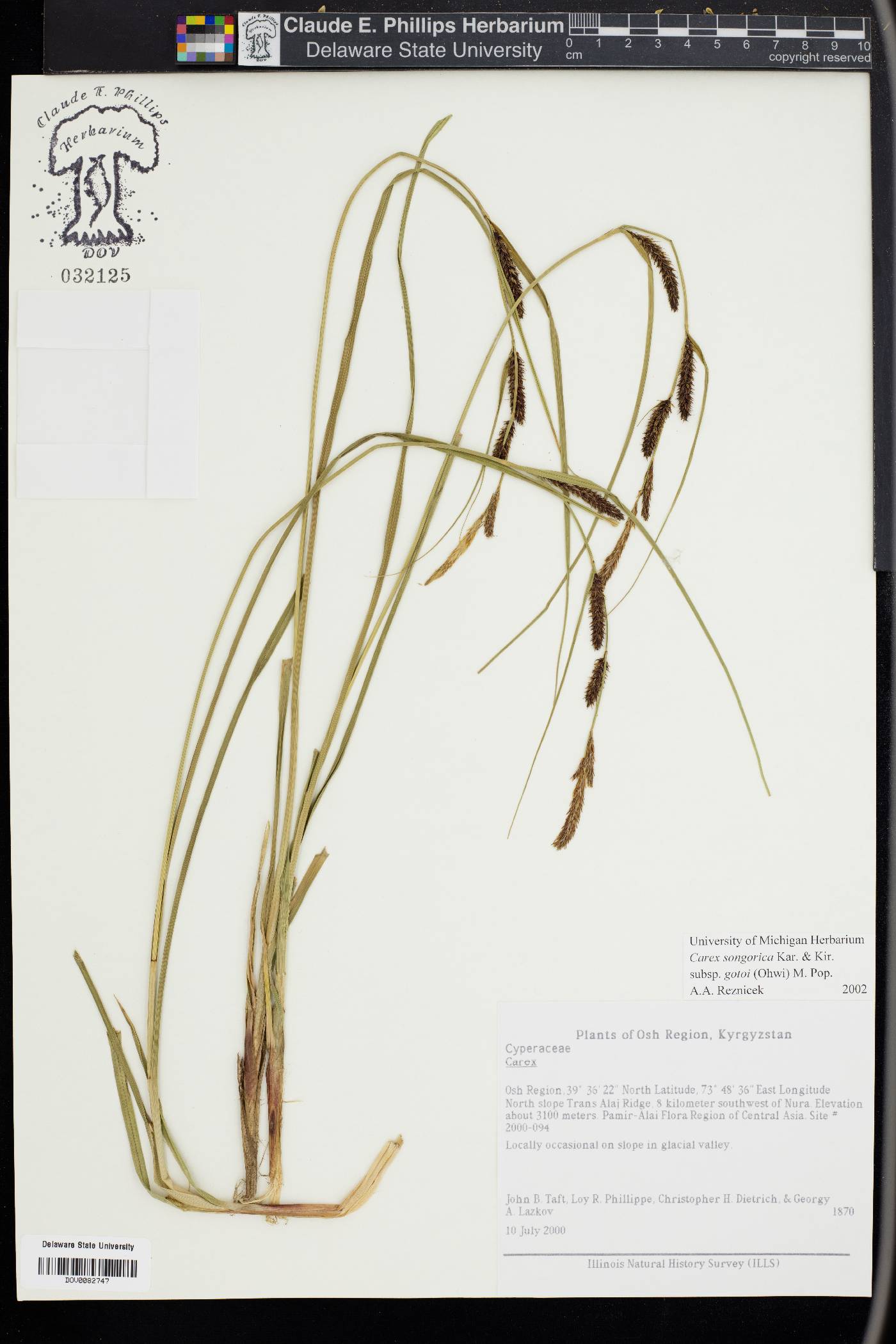 Carex songorica image