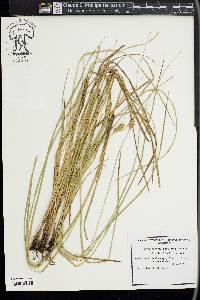 Carex sororia image