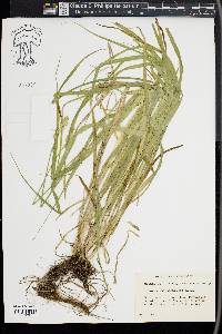 Carex sparganioides image