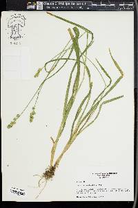 Carex sparganioides image