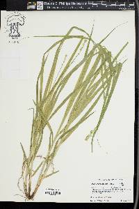 Carex sparganioides image