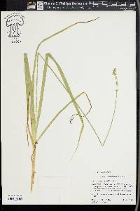 Carex sparganioides image