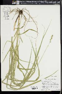 Carex sparganioides image