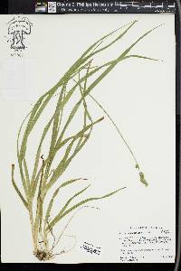 Carex sparganioides image