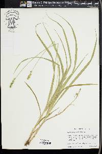 Carex sparganioides image