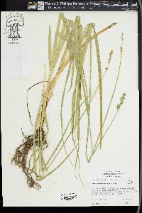 Carex sparganioides image