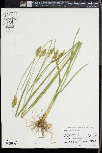 Carex specifica image