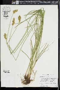 Carex specifica image