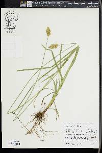 Carex specifica image