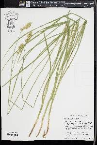 Carex specifica image