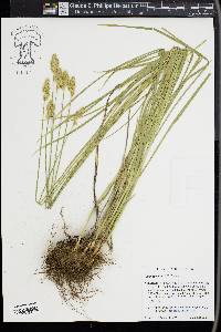 Carex specifica image