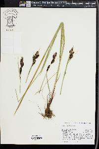 Carex spectabilis image