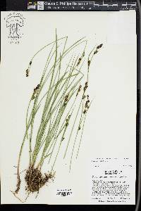 Carex spectabilis image