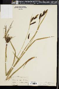 Carex spectabilis image