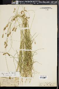 Carex spicata image