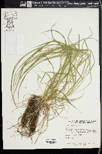 Carex sprengelii image