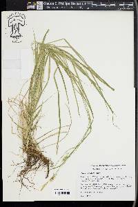 Carex sprengelii image