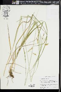 Carex sprengelii image