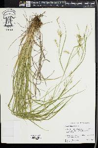 Carex sprengelii image