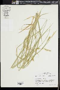 Carex sprengelii image