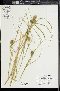 Carex squarrosa image