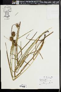 Carex squarrosa image