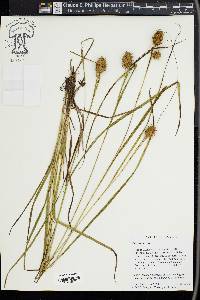 Carex squarrosa image