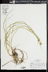 Carex squarrosa image