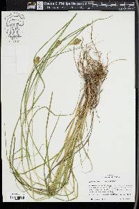 Carex squarrosa image